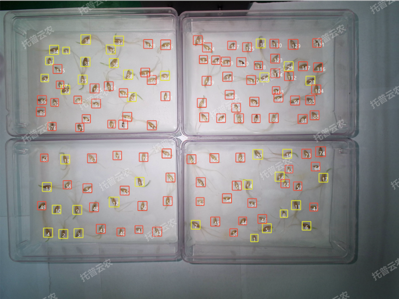 1772702752678254.png 發芽率識別-高通量植物環境調控+高通量猫咪成人APP社区智能萌發鑒定係統.png